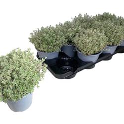 Thymian Silver Queen T14 H025