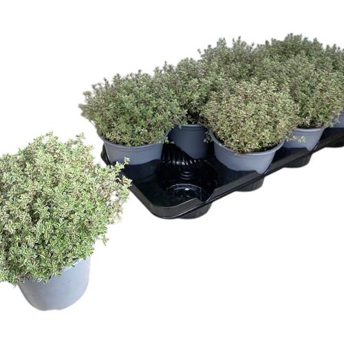 Thymian Silver Queen T14 H025