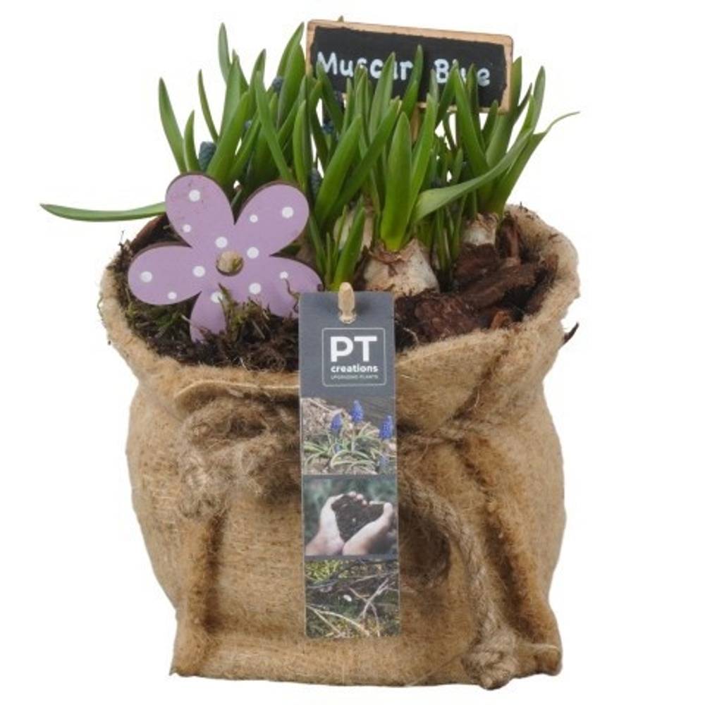 Muscari.Arr PTMB6303 T13 H019