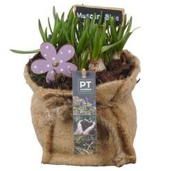 Muscari.Arr PTMB6303 T13 H019