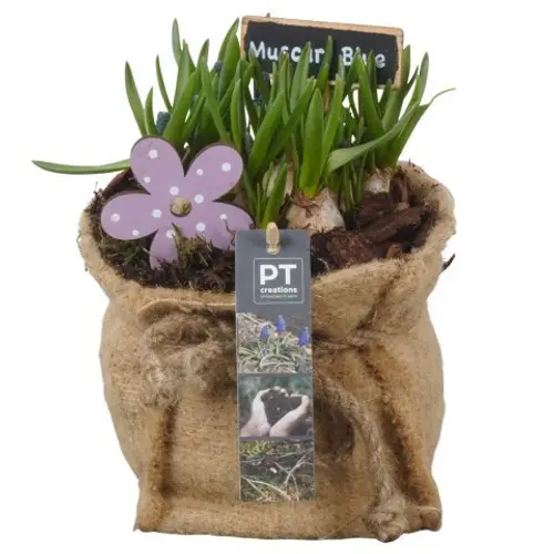 Muscari.Arr PTMB6303 T13 H019