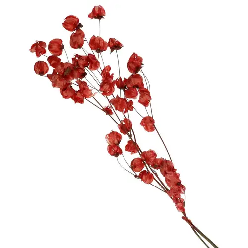 Trocken Bougain. rot L45-55cm