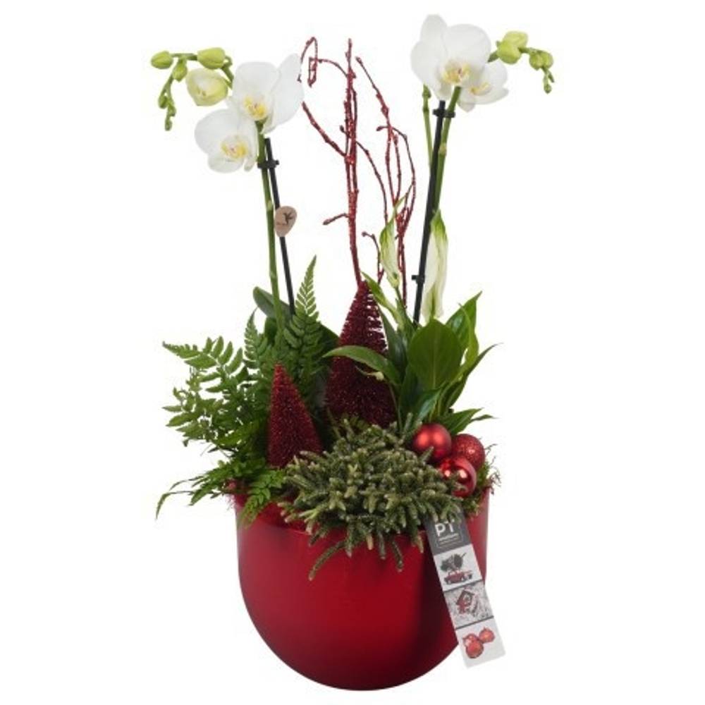 Phal.Arr PTCHR7239 Weihnachten T19 H050