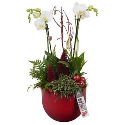 Phal.Arr PTCHR7239 Weihnachten T19 H050