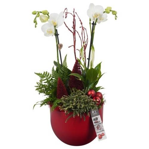 Phal.Arr PTCHR7239 Weihnachten T19 H050