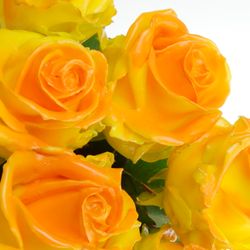 Rose gelb/orange Wachs (W25) 70cm