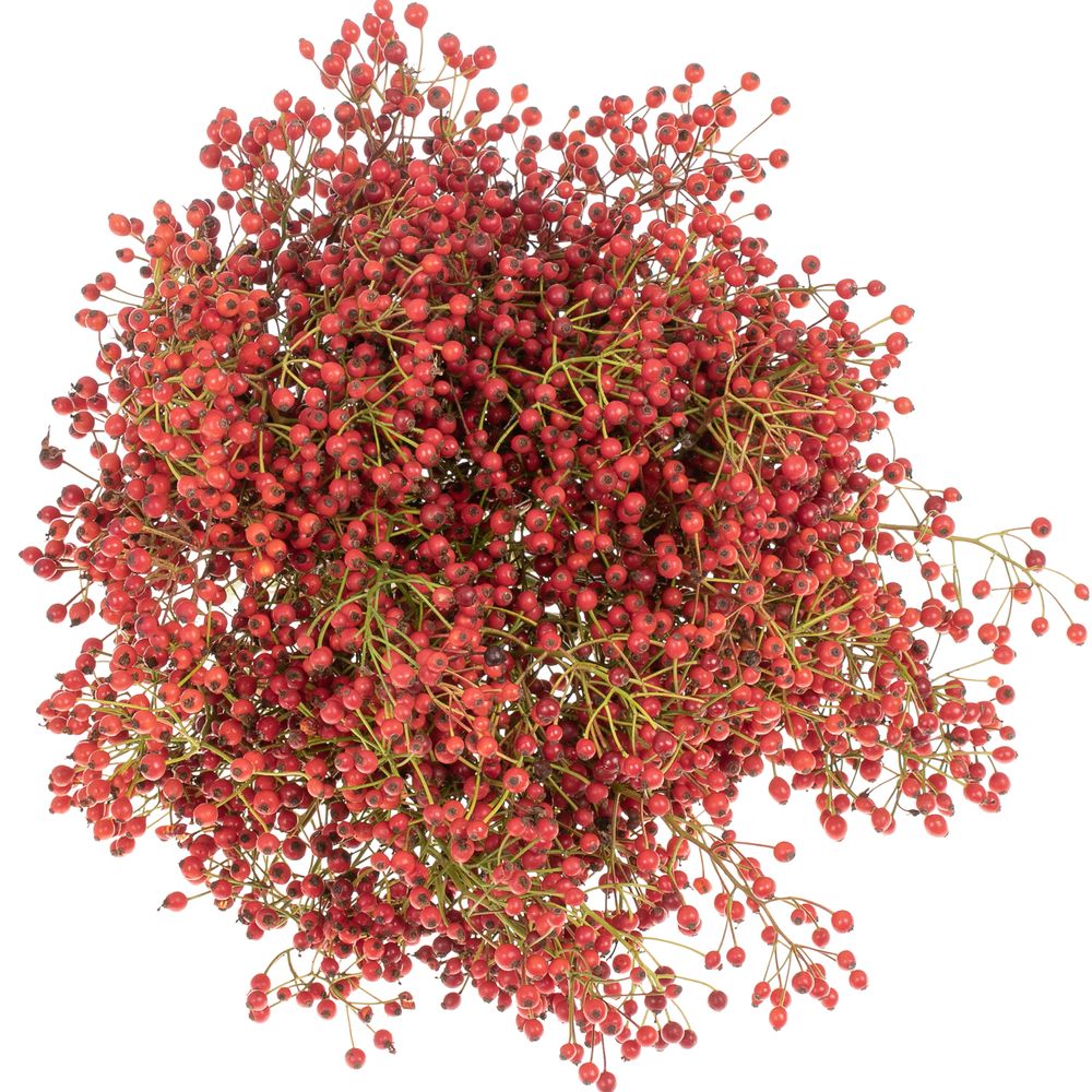 Hagebutte rot Mini Pearl 30cm 