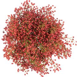Hagebutte rot Mini Pearl 30cm 