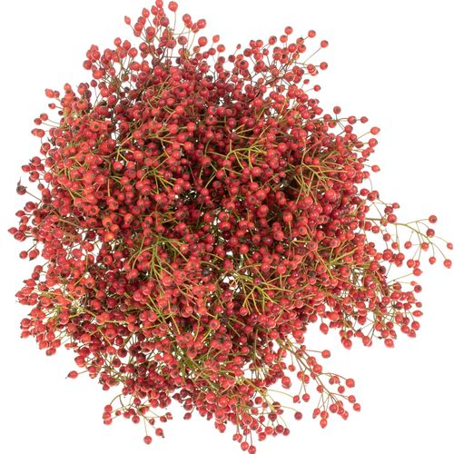 Hagebutte rot Mini Pearl 30cm 