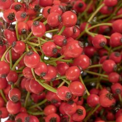 Hagebutte rot Mini Pearl 30cm 