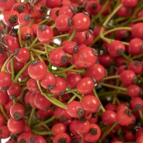 Hagebutte rot Mini Pearl 30cm 