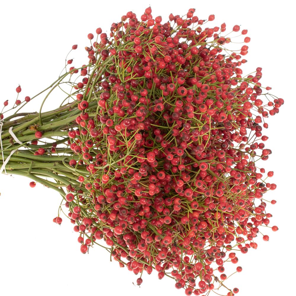 Hagebutte rot Mini Pearl 30cm 