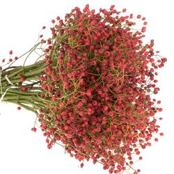 Hagebutte rot Mini Pearl 30cm 