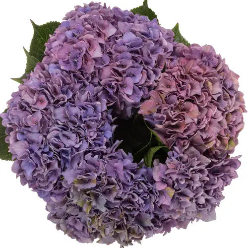 Hortensie milka/grün Rodeo Bol 17cm 80cm