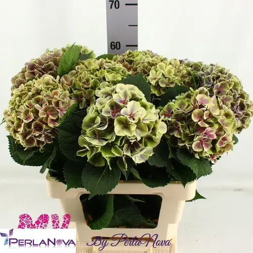 Hortensie grün Classic Rio Bol 16cm 60cm