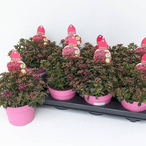 Sedum fuchsia Spot on Deep Rose T13 H021