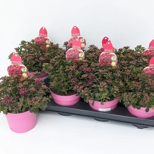 Sedum fuchsia Spot on Deep Rose T13 H021