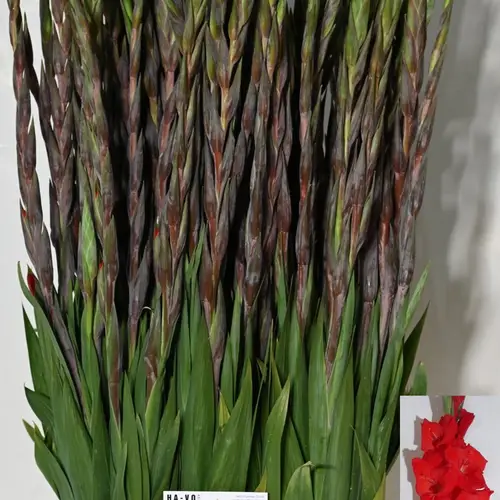 Gladiole rot Bunga 105 cm Extra lang