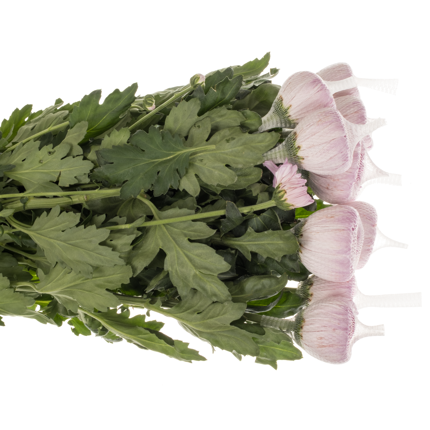 Chrys.Deko rosa Airborne 105 Gramm 70cm