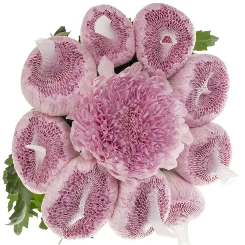 Chrys.Deko rosa Airborne 105 Gramm 70cm