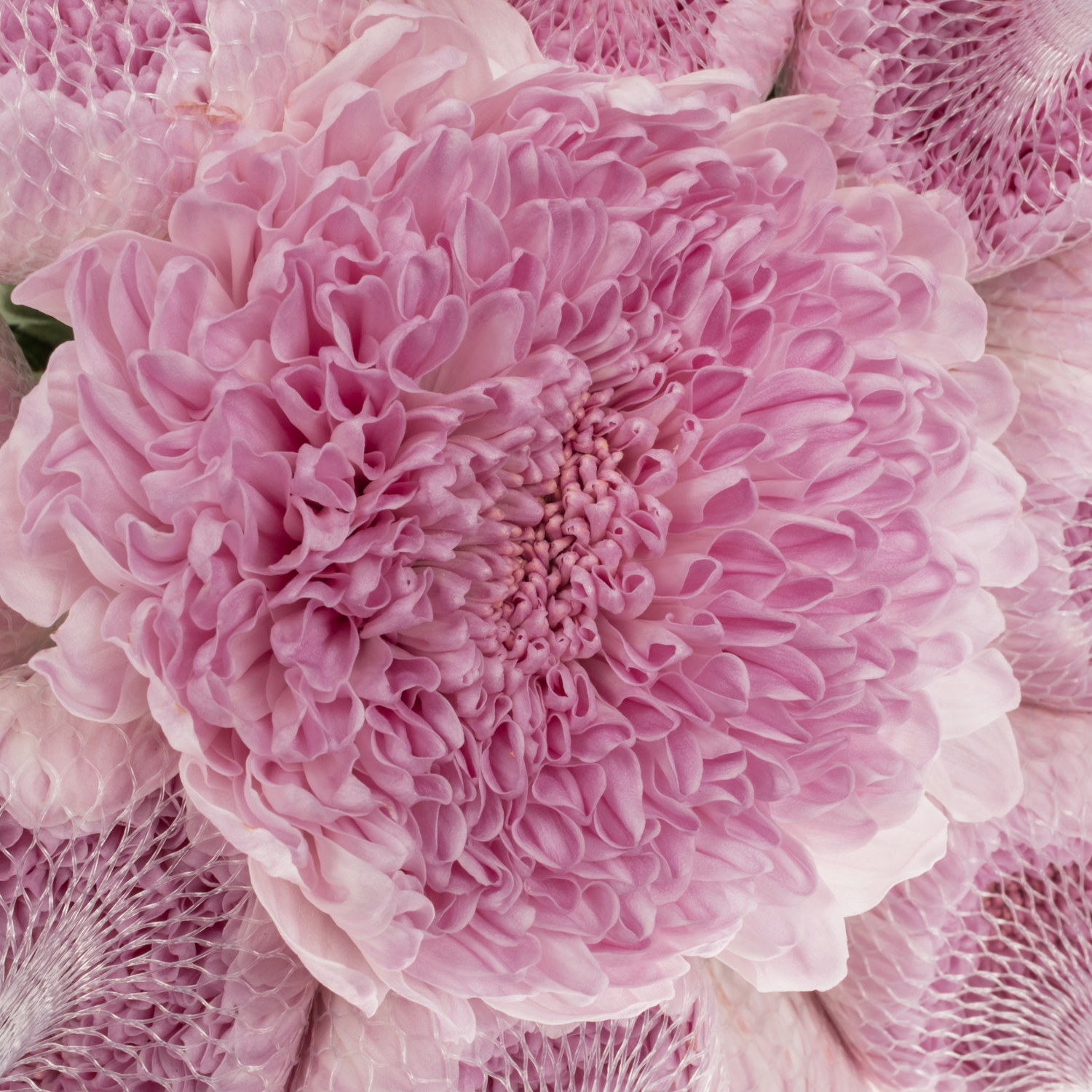 Chrys.Deko rosa Airborne 105 Gramm 70cm