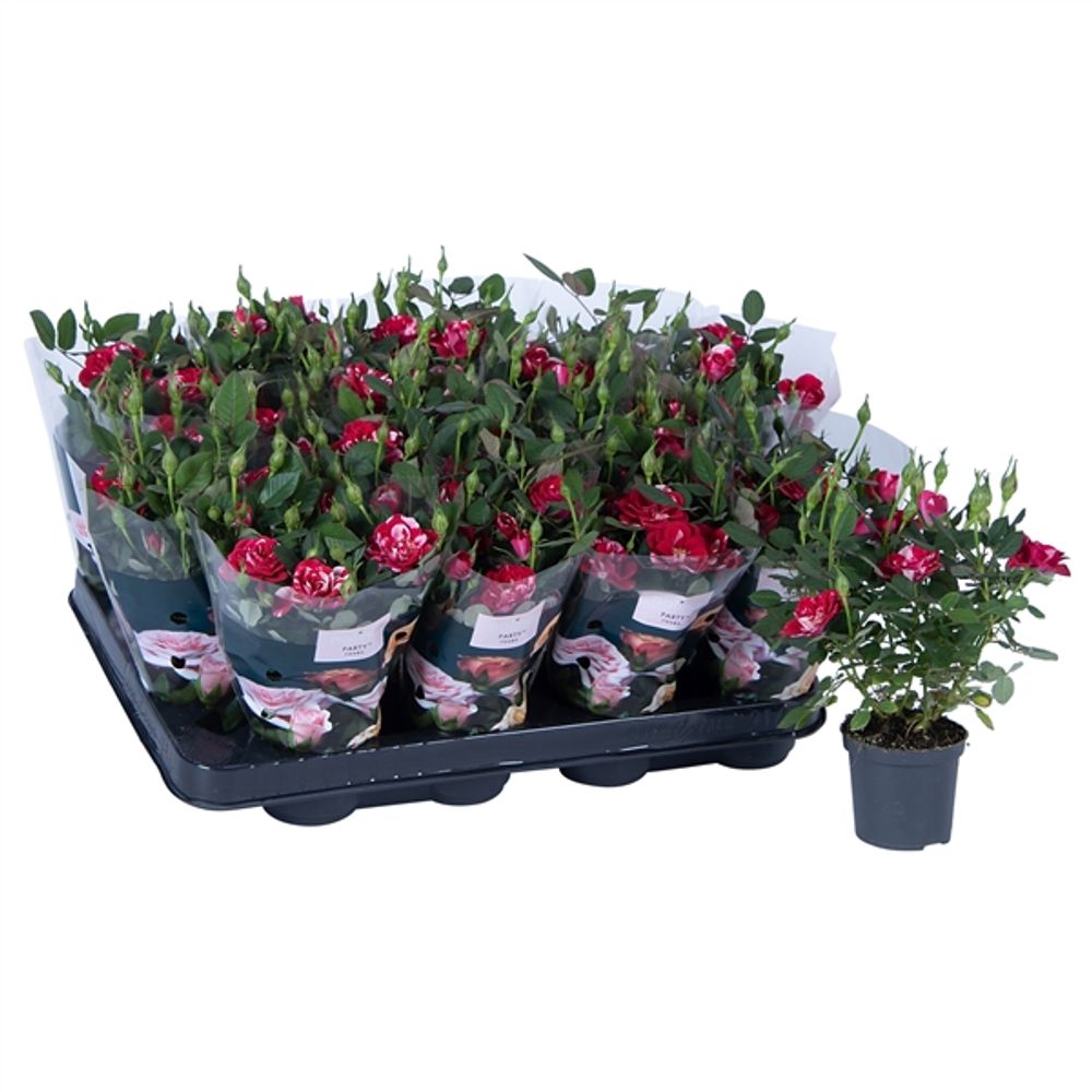 Rosa rot/rosa Party Gigi T07 H20