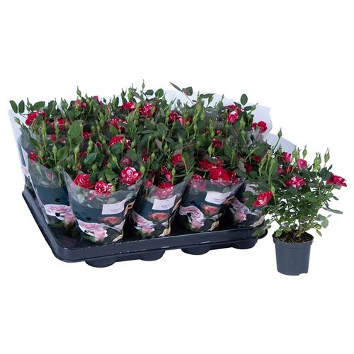 Rosa rot/rosa Party Gigi T07 H20