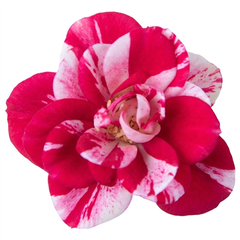 Rosa rot/rosa Party Gigi T07 H20