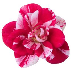 Rosa rot/rosa Party Gigi T07 H20