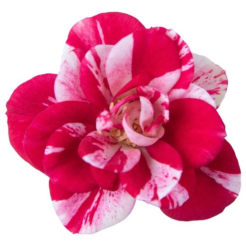 Rosa rot/rosa Party Gigi T07 H20