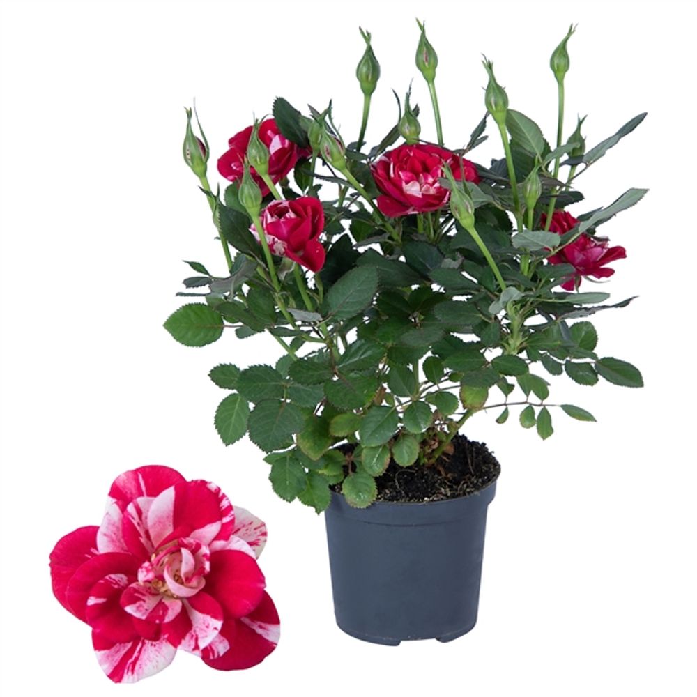 Rosa rot/rosa Party Gigi T07 H20