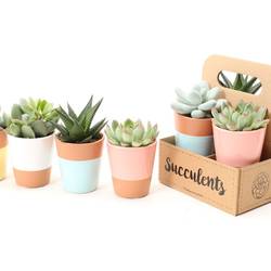 Succ mix pack T06,5 H009