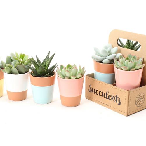 Succ mix pack T06,5 H009