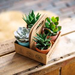 Succ mix pack T06,5 H009