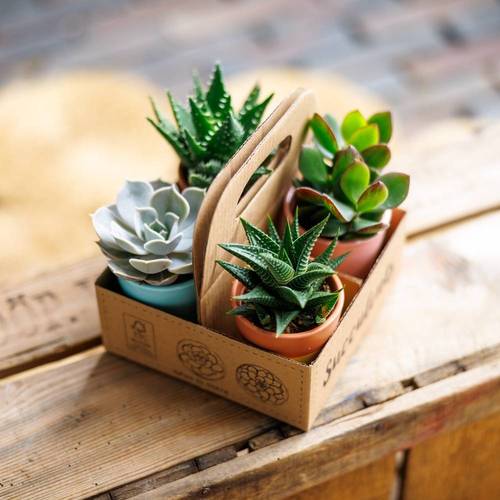 Succ mix pack T06,5 H009
