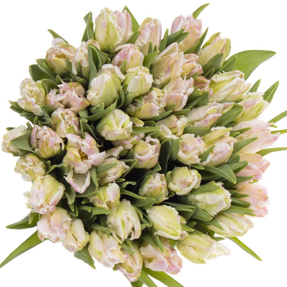 Tulpe rosa/weiss Papageien Cabana 44 Gramm