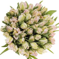 Tulpe rosa/weiss Papageien Cabana 44 Gramm