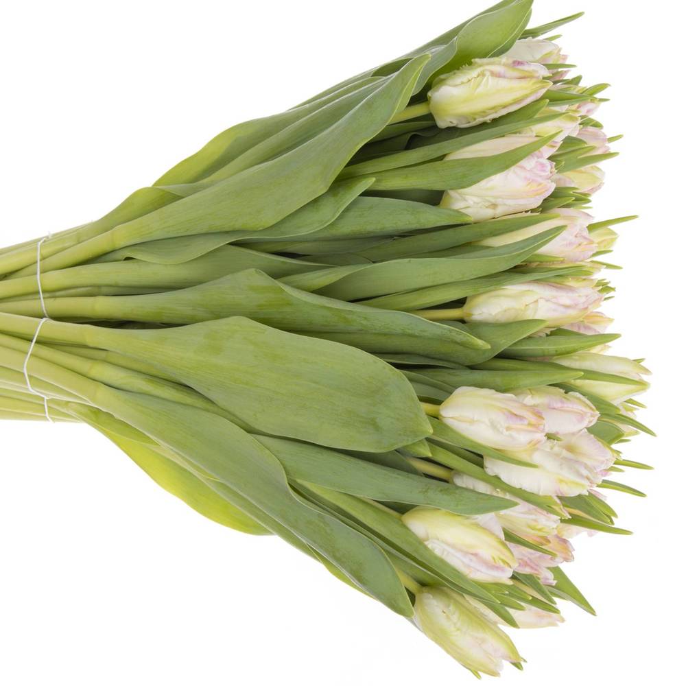 Tulpe rosa/weiss Papageien Cabana 44 Gramm