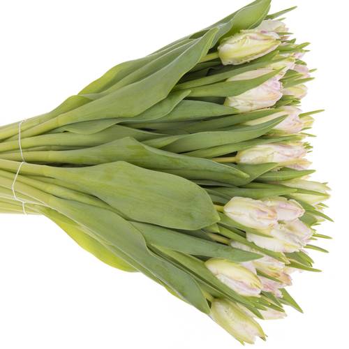 Tulpe rosa/weiss Papageien Cabana 44 Gramm