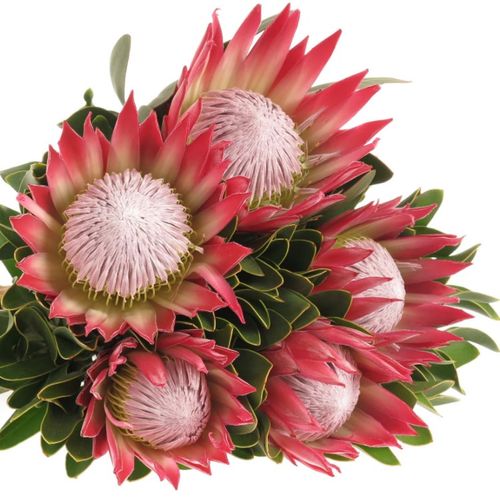 Protea rosa/rot King Madiba 70cm