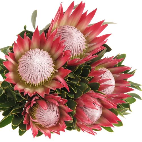 Protea rosa/rot King Madiba 70cm