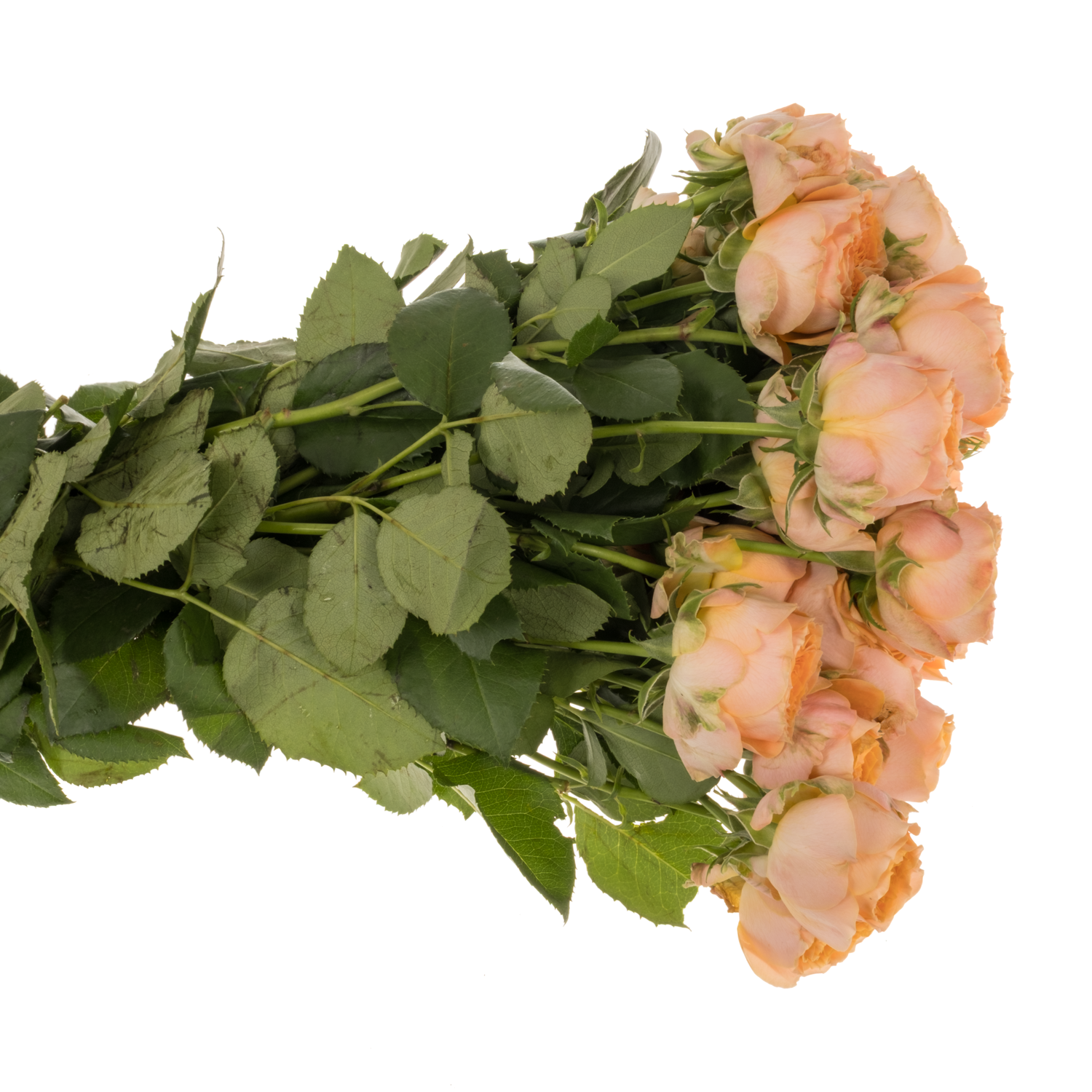 Rose verzweigt orange Laroque 50cm