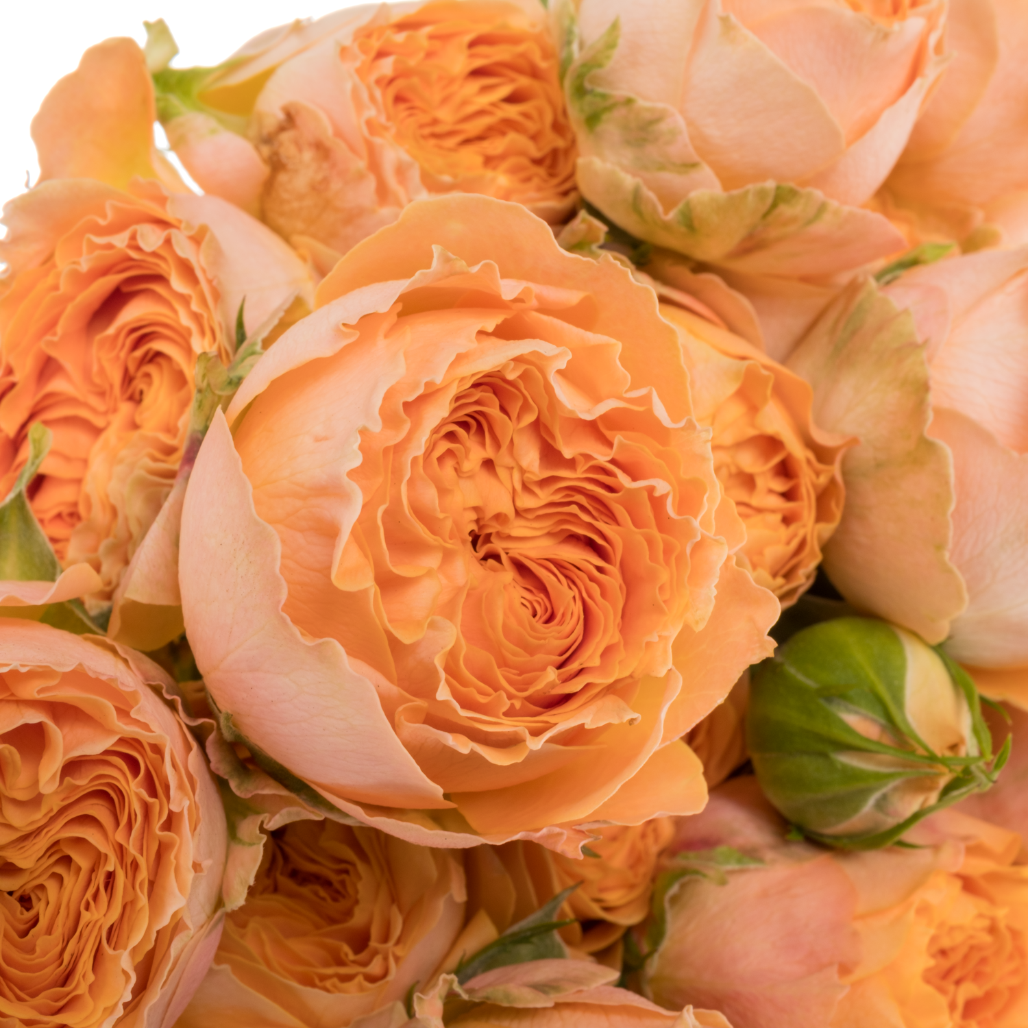 Rose verzweigt orange Laroque 50cm