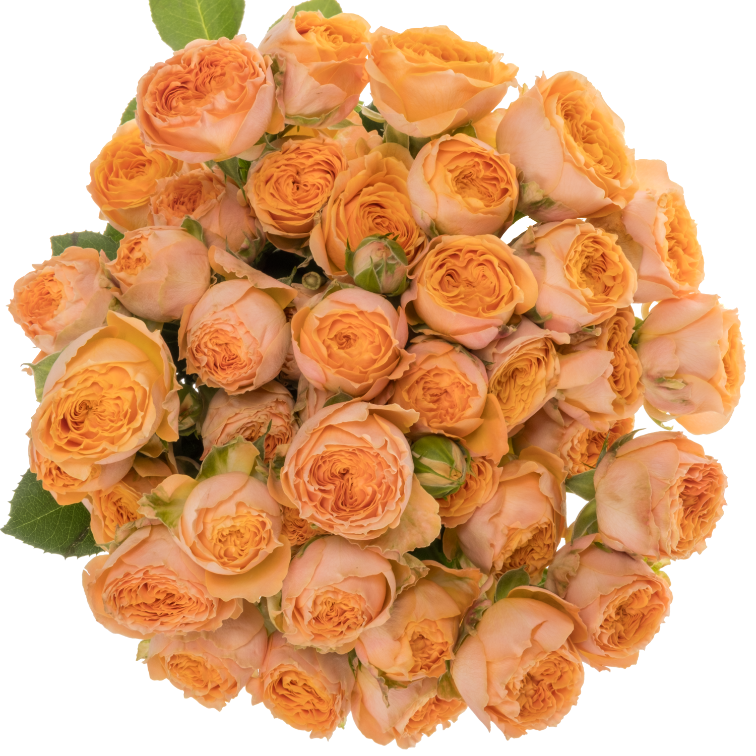 Rose verzweigt orange Laroque 50cm