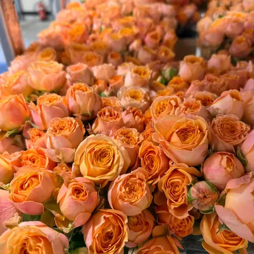 Rose verzweigt orange Laroque 50cm