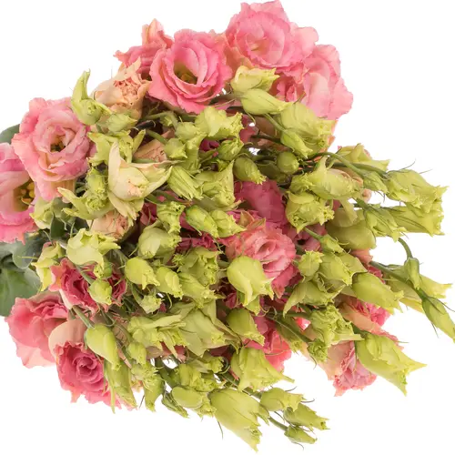 Lisianthus rosa/creme Champagne Arena