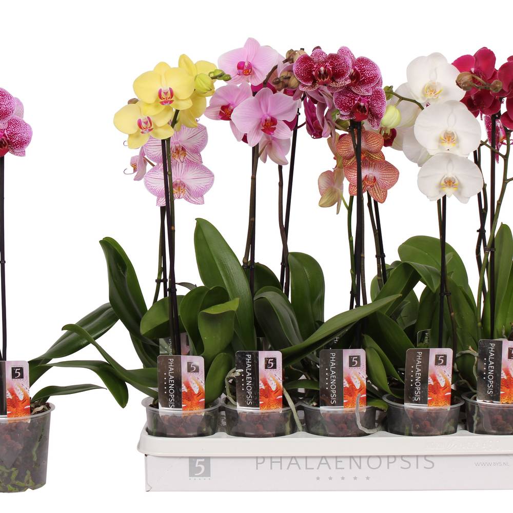 Phal.1-R mix T12 H060
