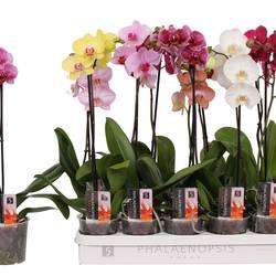 Phal.1-R mix T12 H060