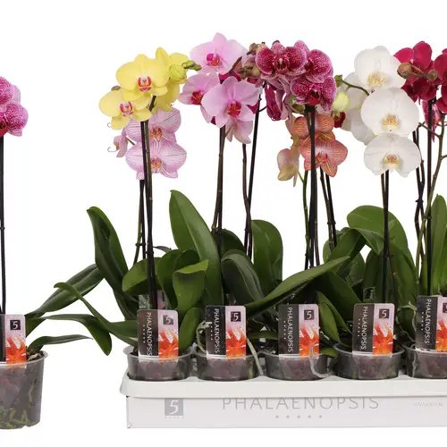 Phal.1-R mix T12 H060