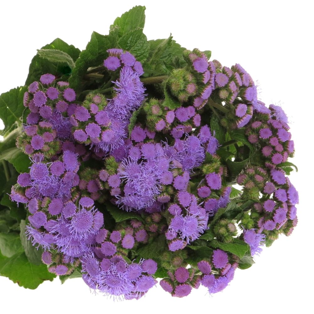 Ageratum lila 60cm